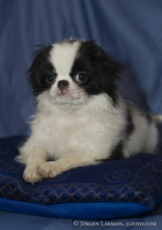 Japanese chin