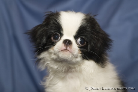 Japanese chin