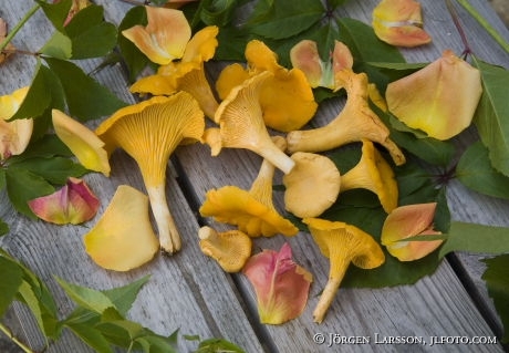 Chanterelle autumn