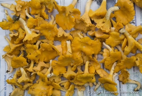 Chanterelle autumn