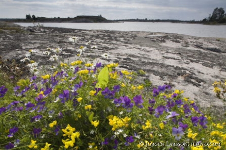 Flowers Smaland Sweden