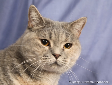 Cat Brittish shorthair