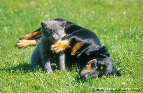 Cat and Dog playing