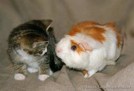 Cat and Guinea-pig