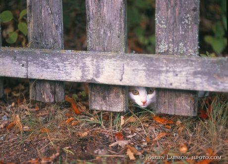 Katt vid staket