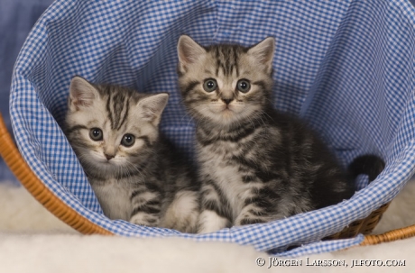 British shorthair