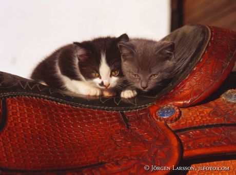 Kattungar på sadel