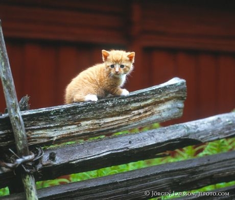 Kattunge på staket