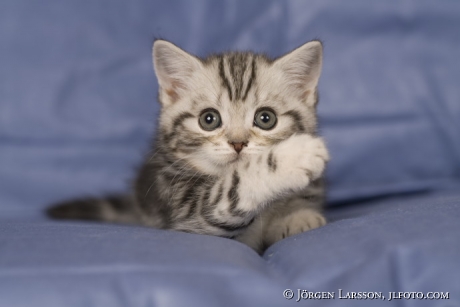 British shorthair