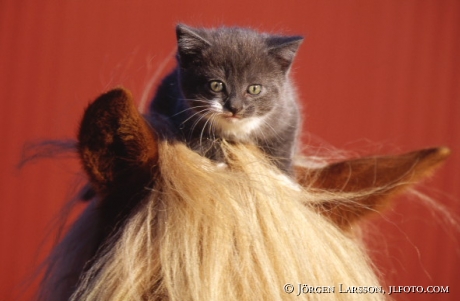 Cat on horse