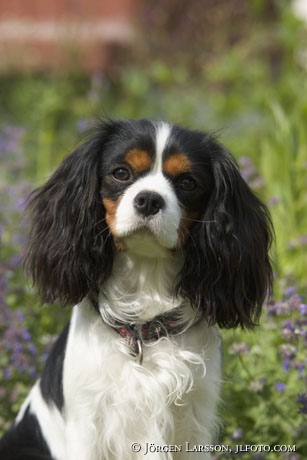 King charles cavaljer spaniel