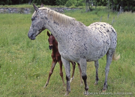 Knabstrup with foal