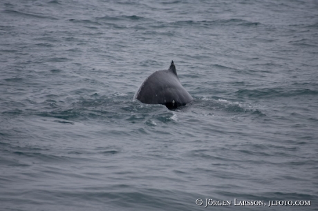 Knölval Husavik Island