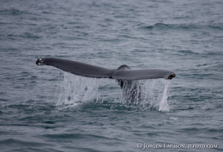 Knölval Husavik Island