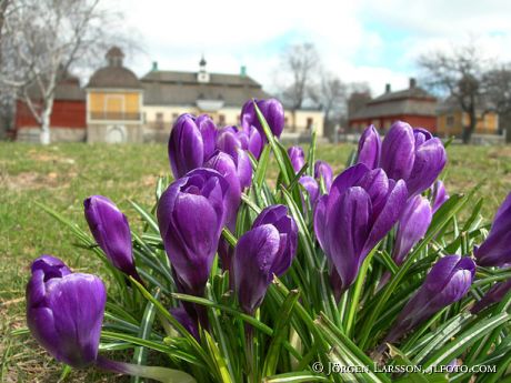 flower spring