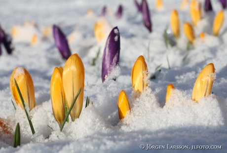 Crocus in snow