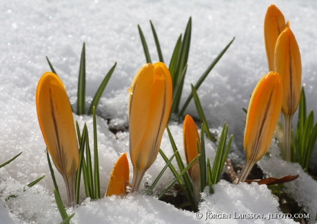 Crocus in snow