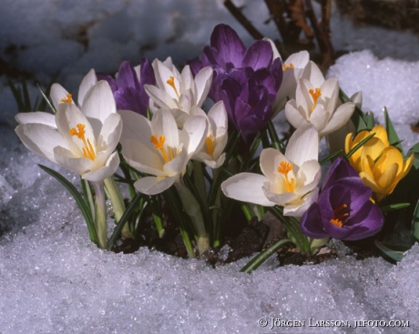 Crocus in snow