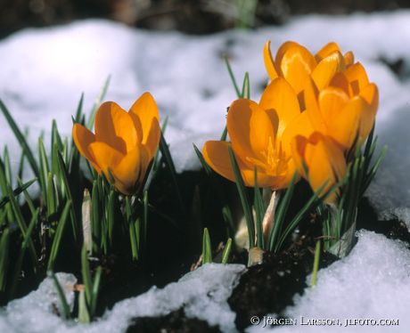 Crocus in snow