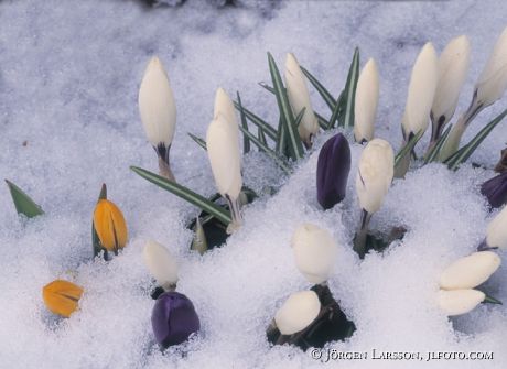 Crocus in snow