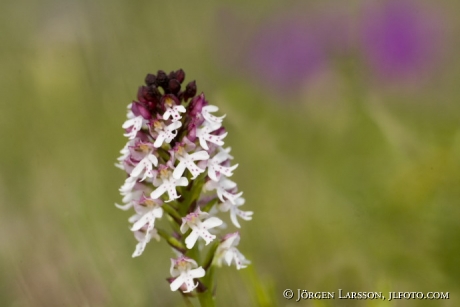 Orchids Stora Karlso Gotland Sweden