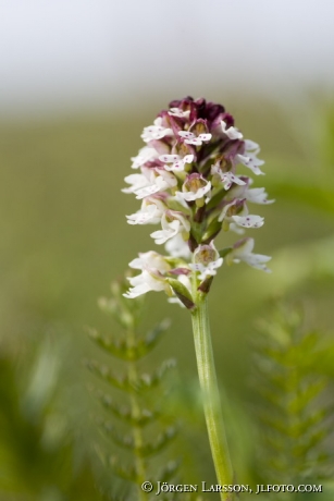 Orchids Stora Karlso Gotland Sweden