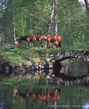 Horses stonebridge Havla Sweden