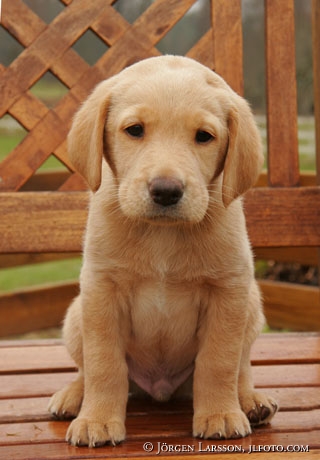 Labrador Retriever