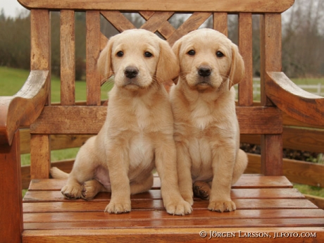 Labrador Retriever