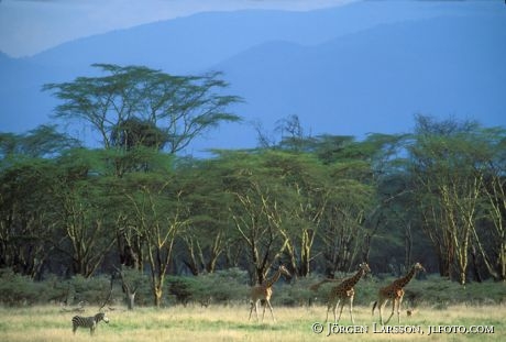 Lake Nakuro Kenya