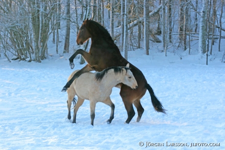 Playing Horses snow