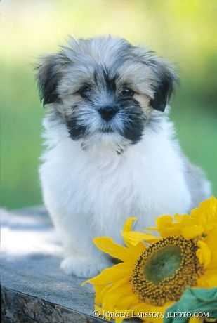 Lhasa Apso