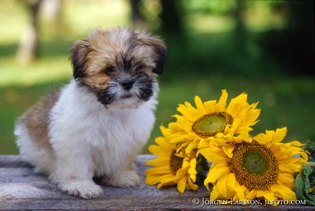 Lhasa apso