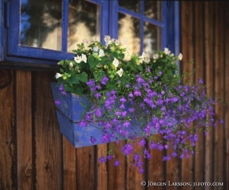 Flowers Window Visby Sweden