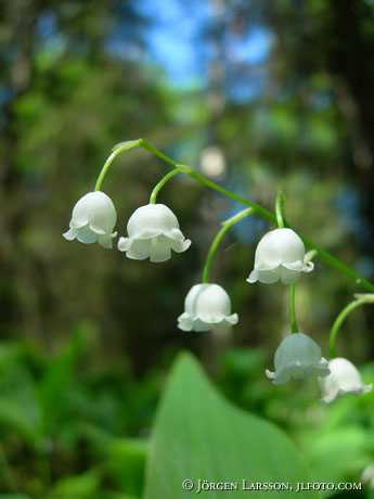 Lily of the valley