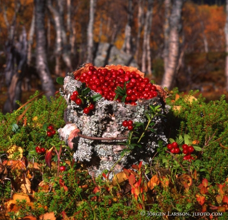 Lingonberry