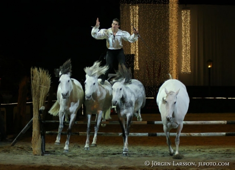 Lorenzo with Lusitanohorses Globen 05