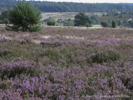 Luneburger Heide Germany 