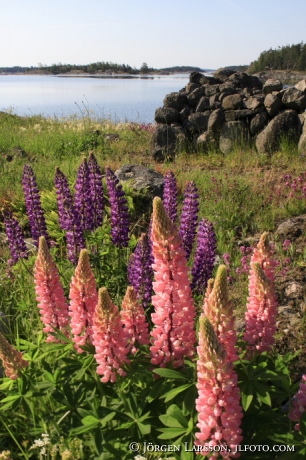 Flowers Navelso Smaland Sweden