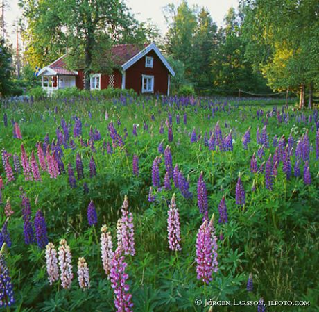 Summerhouse at Sund Sodermanland Sweden