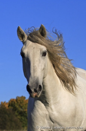 Lusitano