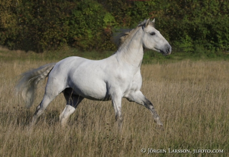 Lusitano