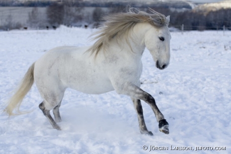 Lusitano