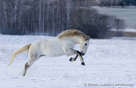 Lusitano