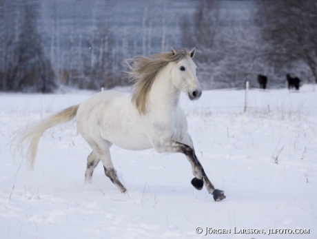 Lusitano