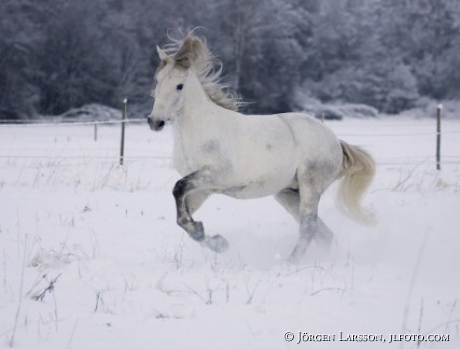 Lusitano