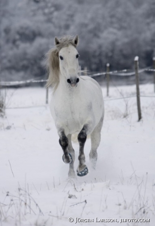 Lusitano