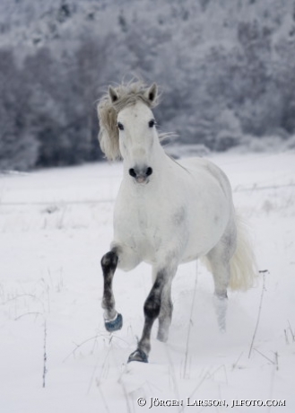 Lusitano