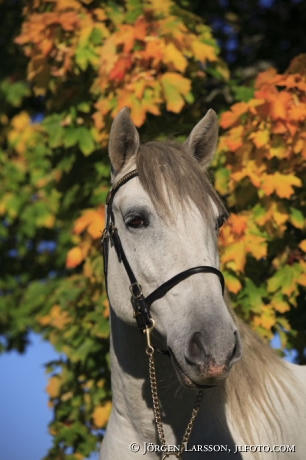 Lusitano