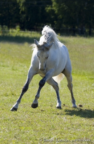 Lusitano